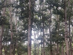 -朝阳公园真人CS