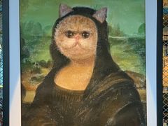 -喵屿·大理花园猫咖