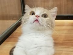 -袖虎·猫馆(体育西路店)
