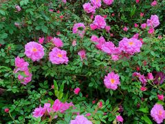 -长春公园(普阳街道)