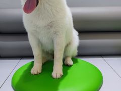 -柴源莊·柴小宠柴犬咖啡