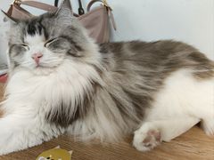 -柴迷FANS CLUB·柴犬狗咖·猫咖