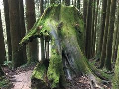 -阿里山神木遗迹