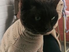 -喵屿·大理花园猫咖