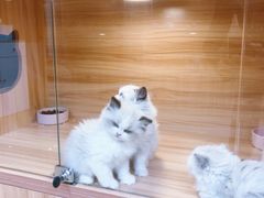 -猫十亿·布偶金渐层·曼基康矮脚猫舍(青年路店)