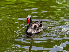 -沈阳森林动物园