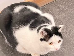 -龙华素斋(龙华路店)