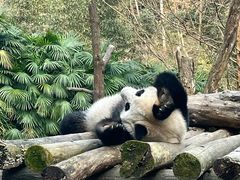 -都江堰中华大熊猫苑
