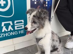 -美联众合爱康动物医院•复杂内科•肿瘤科•牙科•腔镜诊疗中心
