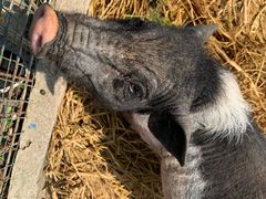 -上海滴水湖皇冠假日酒店