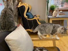 -万小咖.猫咖(中山路天虹店)