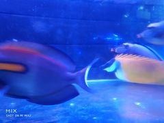 -山东柏宁水族批发广场