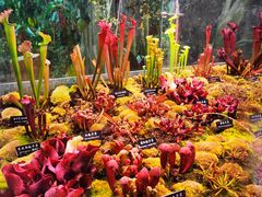 -中国科学院西双版纳热带植物园