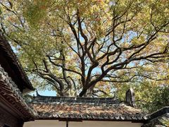 -上海醉白池公园