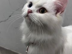 -楼上猫咖(罗湖店)
