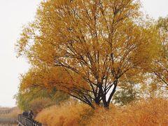-野鸭湖国家湿地公园