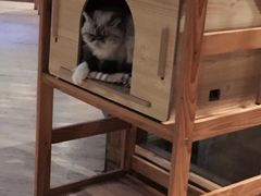 -喵园·猫主题咖啡厅·撸猫·猫咖(国贸店)