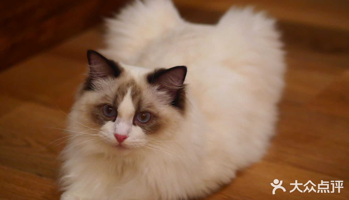 猫咖还能打桌游，这也太治愈了 