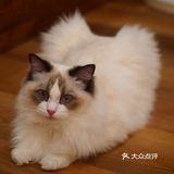 猫咖还能打桌游，这也太治愈了 