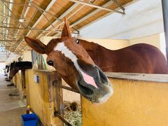 -松声马术俱乐部