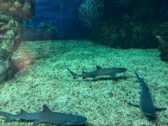 -烟台海昌鲸鲨海洋公园