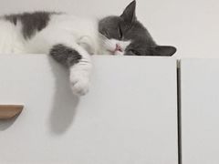 -瑞派旺宝宠物医院·犬猫全科综合·尿道专科(莲兴院)