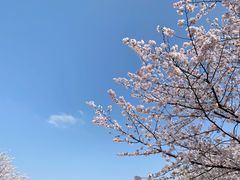 -顾村公园
