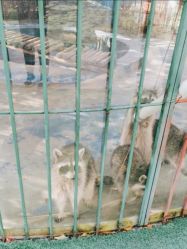 -萌宠亲子动物乐园(槐房万达店)