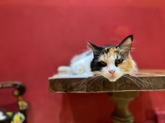 -猫色咖啡·猫咖