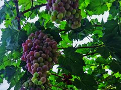 -金谷域澳洲庄园