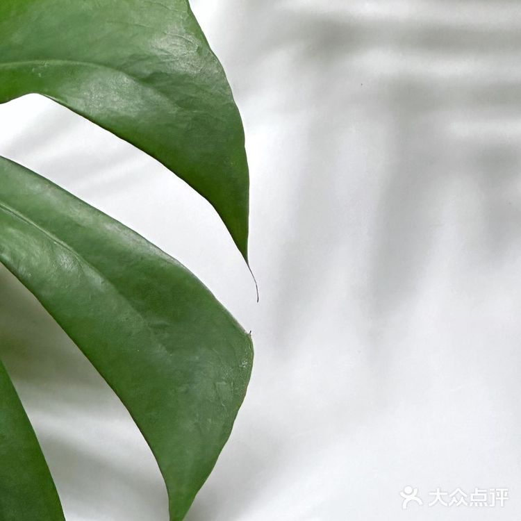在上海 恋上绿薄荷味儿的夏天🍃