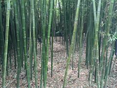 -戚继光故里