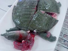 甲鱼-大连海鲜斑鱼火锅(安平店)