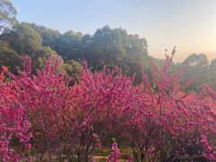 -金鸡山公园