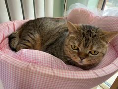 -纳吉亚猫专科动物医院博雅分院