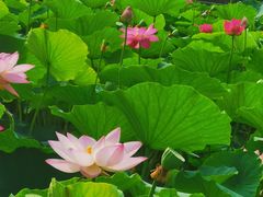 -莲花池公园