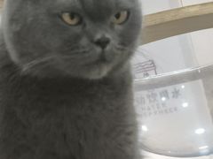 -喵园·猫主题咖啡厅·撸猫·猫咖(国贸店)