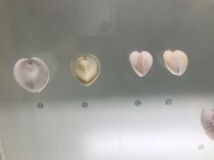 -青岛贝壳博物馆
