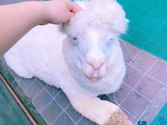 -云南野生动物园