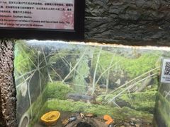 -上海大自然野生昆虫馆(东方明珠·爬宠昆虫探索中心)