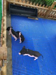 -萌宠亲子动物乐园(槐房万达店)