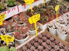 -桂林市花鸟市场