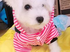 -康乐宝动物医院