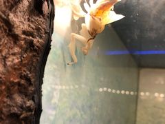 -上海大自然野生昆虫馆(东方明珠·爬宠昆虫探索中心)