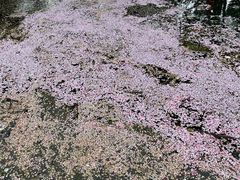 -香雪海