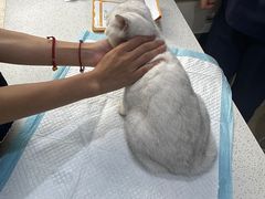 -萌兽医馆·宠物医院·猫骨科(创景店)