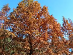 -白水寺森林公园