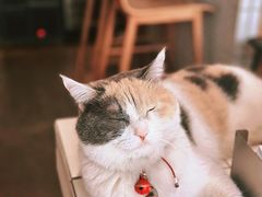 -CENCHI 汵奇咖啡(东四店)