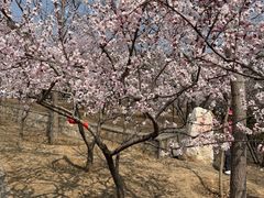 -北京十三陵国家森林公园蟒山景区
