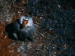 -云南野生动物园